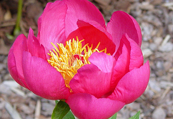 Пион Elizabeth Foster 