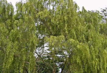 Лептоспермум короткотычинковый или Австалийское чайное дерево Leptospermum brachyandrum 