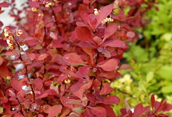 Барбарис Тунберга Berberis thunbergii Red Carpet 