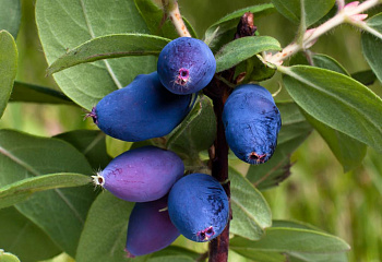 Жимолость съедобная Lonicera edulis Фианит