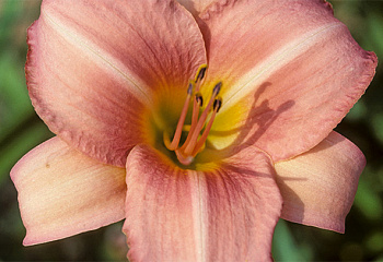 Лилейник Hemerocállis Alluring Peach 