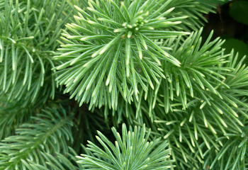 Ель колючая Picea pungens Maygold 