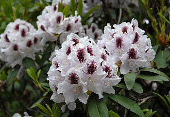 Рододендрон Calsap 