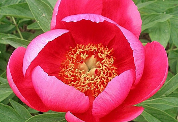 фото: Пион Rose Garland Пион Rose Garland