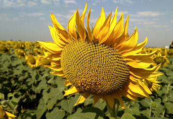 Подсолнечник Sunflower NS Div 