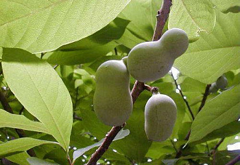 Азимина трёхлопастная (банановое дерево) Asimina triloba Сочинская