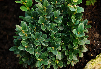 Самшит  вечнозеленый  Myrtifolia 