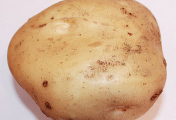 Картофель Potato Timo 