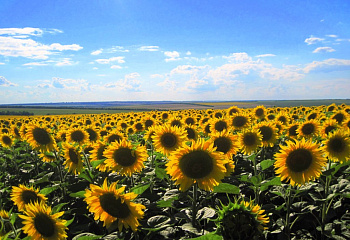 Подсолнечник Sunflower Albatre 