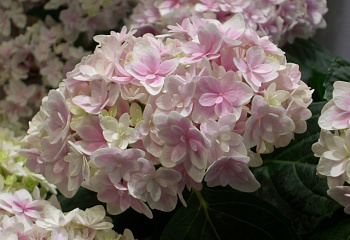 Гортензия крупнолистная Hydrangea macrophylla Freedom 