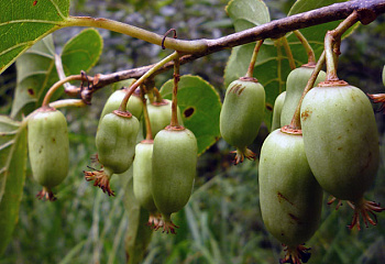 Актинидия коломикта Actinídia kolomíkta Медовая