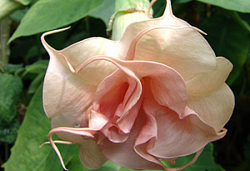 Бругмансия или Труба ангела Brugmansia Angels Pink Pearl 