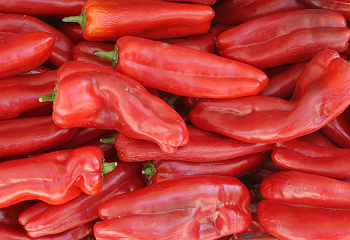 Перец сладкий  Sweet pepper Bulgarian Ratund Pepper 