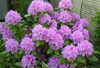 Рододендрон Catawbiense Grandiflorum 