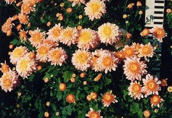 Хризантема Chrysanthemum Morning 