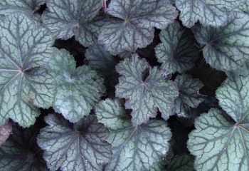 Гейхера  Heuchera Pinot Noir 