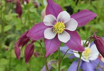 Аквилегия или Водосбор или Цветок Эльфов Aquilegia Citrina 
