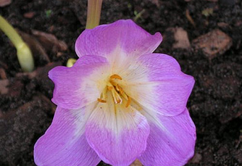 Безвременник великолепный Cólchicum speciósum Lilac Bedder 