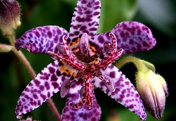 Трициртис или Жабья лилия Tricyrtis Purple Beauty 