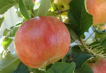 Яблоня Мартовское