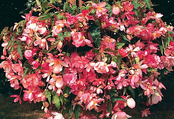 фото: Бегония Begonia Chanson Бегония Begonia Chanson