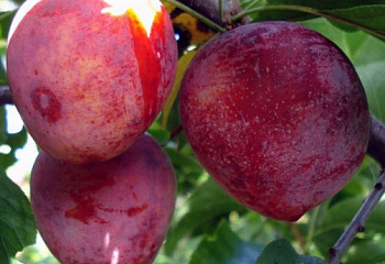 Слива Дынная