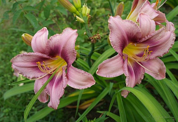 Лилейник Hemerocállis Purple Bicolor 