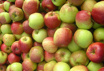 Яблоня Mālus Жигулевское