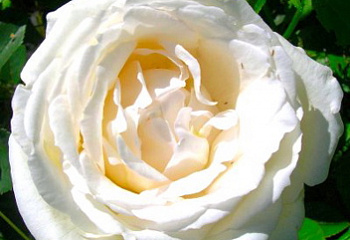 Роза на штамбе Rósa White Christmas 