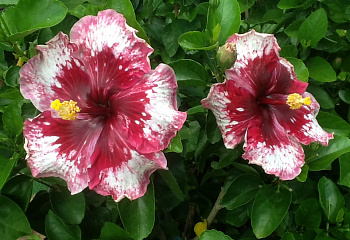 Гибискус Hibiscus Purple Majestic 