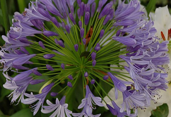 Лилия африканская или Цветок любви Agapanthus Lavender Haze 