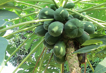 Папайя или Дынное дерево Carica papaya Washington 