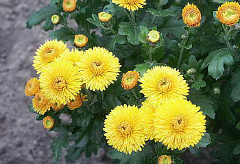 Хризантема Chrysanthemum Syayvo 