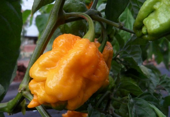 Перец острый Hot pepper 7 Pot Orange 