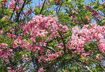 Кассия Яванская или Яблоневый цвет Cassia javanica 