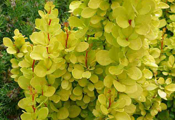 Барбарис Тунберга Berberis thunbergii Sunsation 