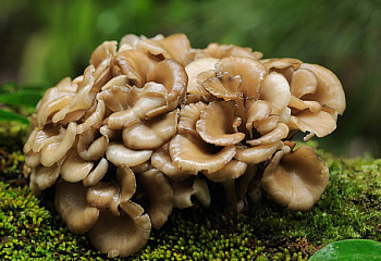Гриб Майтаке или Танцующий гриб Grifola frondosa 