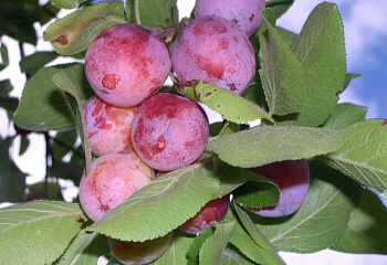 Сливово-вишневый гибрид Prunus domestica х cerasus Рассвет поздний
