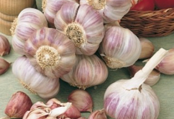 Чеснок Garlic Viola Francese 