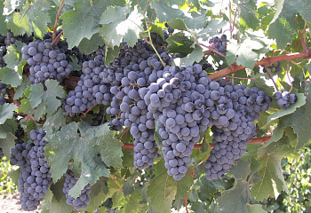 Виноград винный Vitis vinifera  Medina