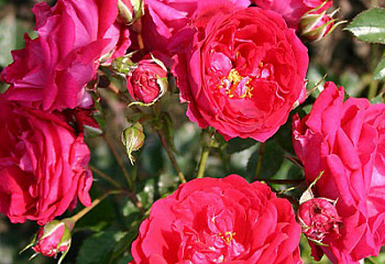 Роза Rósa Hamburger Phoenix 