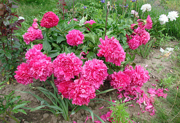 Пион Cherry Royal 