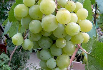 Виноград плодовый Vitis vinifera Кеша (Восторг улучшенный)