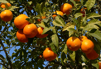 Апельсиновое дерево Orange Tree Аджарский Бессемянный 