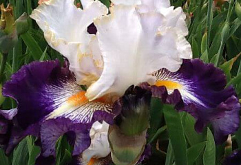 Ирис Íris Publicity Stunt 