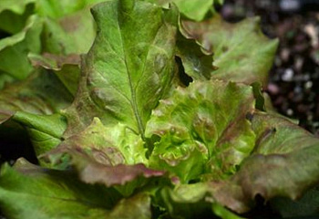 Салат Lettuce Grandpa Admires 