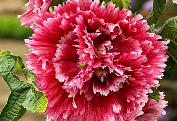 Мальва Alcea Fiesta Time 