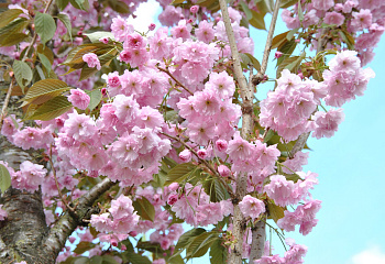 Вишня - сакура Prunus serrulata Accolade 