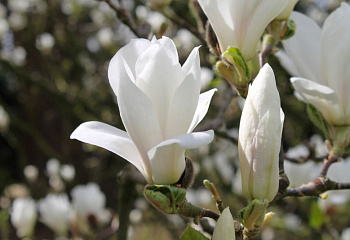 Магнолия Magnolia Alba Superba 
