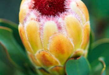 Протея или Сахарный кустарник Protea Grandicolor 